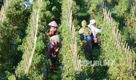 Sejumlah buruh tani memanen tomat, di daerah Cipanas, Garut, Selasa (24/5).  (Republika/Edi Yusuf)