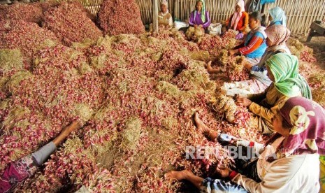 Sejumlah buruh tani membersihkan bawang merah di lapak bawang merah Desa Padasugih, Brebes, Jawa Tengah, Senin (26/8). Menurut petani setempat, melimpahnya pasokan bawang merah karena panen raya di sejumlah wilayah, membuat harga bawang merah satu bulan terakhir anjlok dari Rp20 ribu menjadi Rp10 ribu per kilogram. 