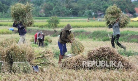 Sejumlah buruh tani memisahkan bulir padi sehabis panen (ilustrasi)