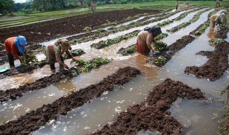 Sejumlah buruh tani menanam bibit ubi jalar di Desa Pakembangan, Mandirancan, Kuningan, Jawa Barat, Selasa (17/5).