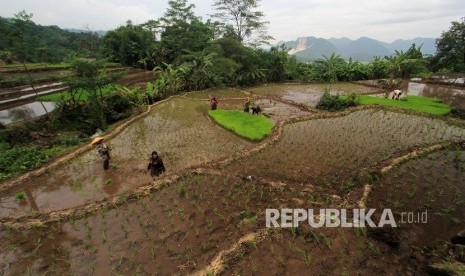 Sejumlah buruh tani menanam padi di areal sawah Desa Kadeula, Pesawahan, Kuningan, Jawa Barat.