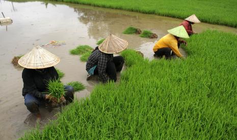 Kediri Beri Benih Padi pada Petani Terdampak Tanggul Jebol (ilustrasi).