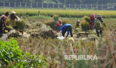 Sejumlah buruh tani sedang memisahkan bulir padi dari batangnya usai panen padi di Jalan Soekarno Hatta, Kota Bandung, Rabu (15/5). 