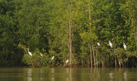 Sejumlah burung kuntul besar (Egretta alba) bertengger di ranting pepohonan mangrove Taman Nasional Sembilang Kabupaten Banyuasin, Sumsel, Senin (20/12/2021). 