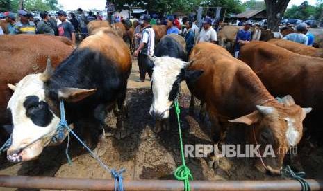 Sejumlah calon pembeli mengamati sapi yang dijual di Pasar Hewan Prambanan, Klaten, Jawa Tengah, Senin (6/8). 