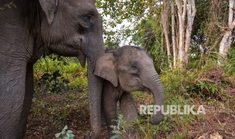 Sejumlah Gajah Sumatra (elephas maximus sumatranus) jinak di Taman Nasional Tesso Nilo, Provinsi Riau. Taman Nasional Tesso Nilo menjadi salah satu destinasi wisata di Provinsi Riau yang akan segera dibuka kembali.