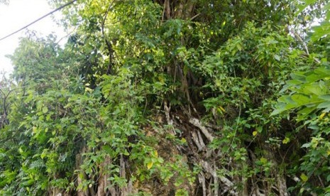  Sejumlah gua di wilayah Peleliu, Palau, ditutup setelah Perang Dunia ke-II.