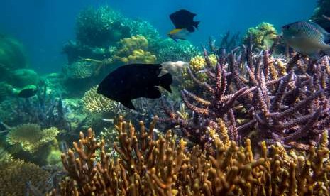 Sejumlah ikan berada di sekitar terumbu karang di wilayah peraian konservasi Taman Nasional Karimunjawa (TNKJ), Jepara, Jawa Tengah, Sabtu (4/8).