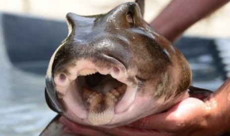 Sejumlah ikan hiu Port Jackson dalam penelitian ini bahkan terlihat tidak terlalu peduli untuk berusaha mencari makanan. 