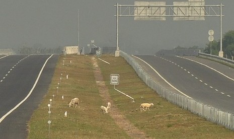 Sejumlah kambing leluasa berkeliaran di dalam area jalan tol ruas Kartasura- Ngawi, di kilometer KM 506. Keberadaan hewan ternak warga di area jalan tol ini menjadi tantangan bagi pengelola ruas tol ini pada saat dibuka fungsional untuk arus lalu lintas mudik.