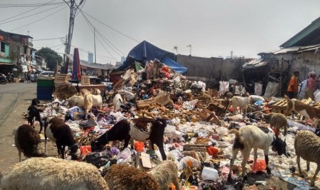 Sejumlah kambing memakan sampah - sampah di tempat pembuangan sampah di Jalan Sabeni. Para pedagang di pusat pasar kambing ini terpaksa membiarkan hewan ternaknya memakan sampah karena sulitnya mencari rumput di Ibu Kota, Rabu (17/7).