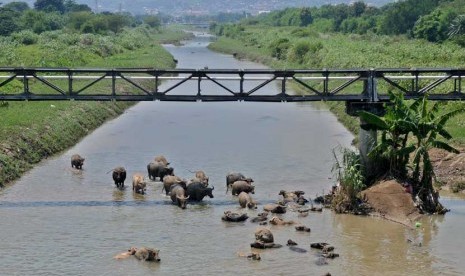   Sejumlah kerbau berendam di Sungai Banjir Kanal Timur (BKT) Semarang, Jateng, Kamis (9/1).   (Antara/R. Rekotomo)