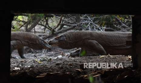 Sejumlah komodo berada di Pulau Rinca, Kawasan Taman Nasional Komodo, Nusa Tenggara Timur, Ahad (14/10).