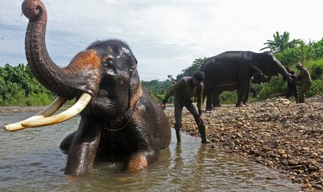 Sejumlah mahout (pawang) memandikan dan melatih Gajah Sumatera (Elephas Maximus Sumatresnsis) yang terlatih di Camp Corsevation Respon Unit (CRU) Serba Jadi, Aceh Timur, Aceh, Jumat (12/8). 