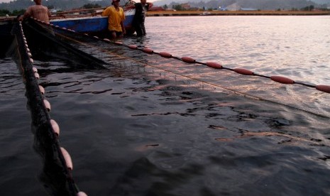 Sejumlah nelayan menarik jaring pukat di atas perahu di Mamuju, Sulawesi Barat, Kamis (19/7). 