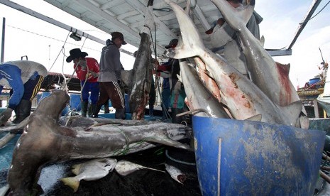 Sejumlah nelayan mengangkut ikan Hiu Martil (Sphyrna mokarran) dari kapal untuk di lelang di Tempat Pelelangan Ikan Karangsong, Indramayu, Jawa Barat, Minggu (3/1).