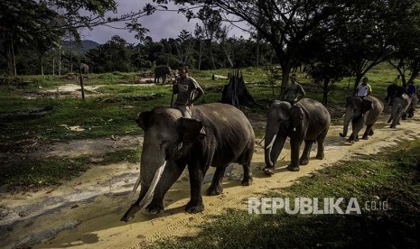 Sejumlah pawang (mahout) mengendarai Gajah Sumatera 