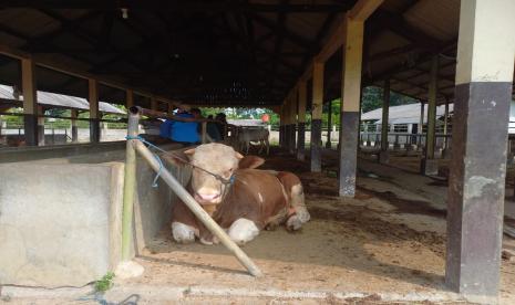 Sejumlah pedagang menunggui sapi dagangannya di Pasar Hewan Manonjaya, Kabupaten Tasikmalaya, Rabu (11/5/2022). Pemerintah Kabupaten Tasikmalaya akan menutup seluruh pasar hewan se-Kabupaten Tasikmalaya per 13 Mei 2022 untuk memutus penyebaran PMK pada ternak sapi.