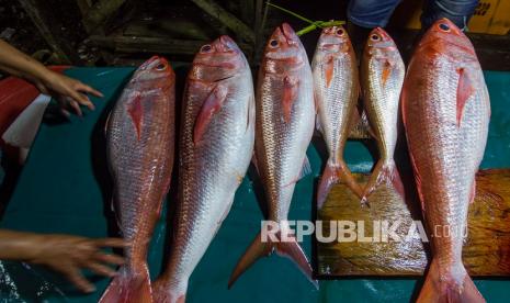 Sejumlah pedagang menunjukan ikan segar yang baru tiba di Pasar Ikan Tulehu, Kabupaten Maluku Tengah, Maluku, Ahad (29/8/2021) malam. Provinsi Maluku menjadi salah satu daerah dengan sektor perikanan tangkap terbesar di Indonesia, sehingga pemerintah menginisiasi Maluku sebagai Lumbung Ikan Nasional (LIN) dengan rencana pembangunan berbagai infrastruktur pendukung seperti pelabuhan perikanan terpadu, kawasan industri perikanan, dan perpanjangan landas pacu bandara internasional yang mampu membawa produk perikanan ke pasar internasional.