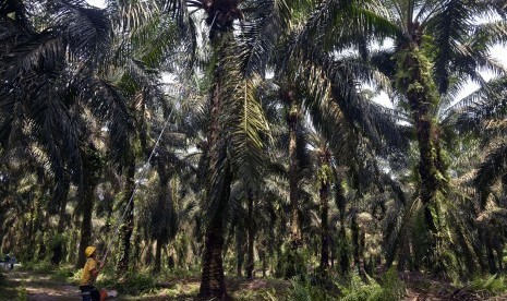 Sejumlah pekerja perkebunan kelapa sawit terkonfirmasi positif Covid-19. Foto pekerja memanen tandan buah segar kelapa sawit (ilustrasi)