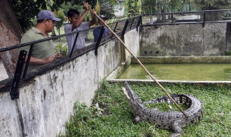 Saltwater crocodile (Crocodylus porosus) that was caught by local residents is sent to Kasang Kulim Zoo, Kampar, Riau Province, Monday (Dec 10). 