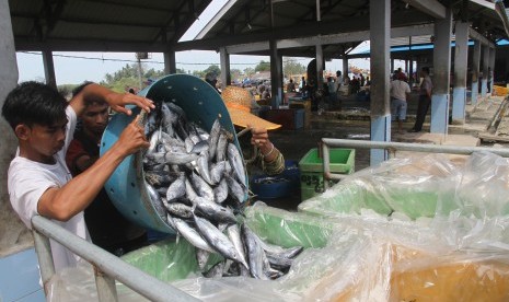 Sejumlah pekerja menata ikan tongkol hasil tangkapan nelayan ke dalam tempat pendingin di Tempat Pelelangan Ikan (TPI) Idi Rayeuk, Aceh Timur, Aceh, Senin (9/1). 