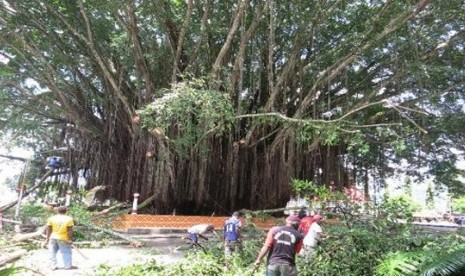 Sejumlah pekerja menebang pohon beringin di halaman kompleks kantor gubernur Papua.