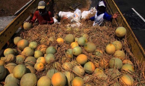 Sejumlah pekerja mengangkut buah melon. 