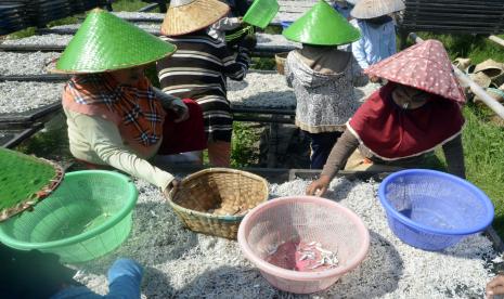 Sejumlah pekerja menjemur dan mengolah ikan teri di pusat industri pengolahan teri, (ilustrasi).