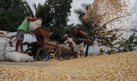 Sejumlah pekerja merontokan biji jagung menggunakan mesin perontok di Desa Kajongan, Bojongsari, Purbalingga, Jateng, Rabu (24/10). Pemerintah menyetujui impor 100 ton jagung untuk dijual dengan harga Rp 4.500 per kilogram.