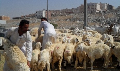 Sejumlah pembeli memilih domba yang akan digunakan untuk membayar dam (denda) di pasar ternak Kaqiyah, Makkah, Arab Saudi. 