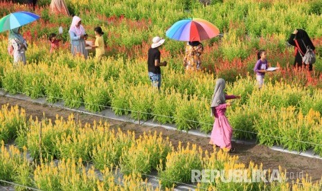 Sejumlah pengunjung berada di kawasan objek wisata taman bunga celocia garden di Desa Alue Pit, Kecamatan Panga, Aceh Jaya, Aceh, Rabu (2/1/2019). 