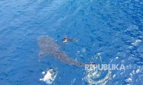 Foto dokumentasi Hiu paus (Rhincodon typus). Seekor hiu paus sepanjang lima meter yang terdampar berhasil diselamatkan dari kawasan wisata mangrove Bagik Kembar, Sekotong, Lombok Barat, NTB, pada Jumat pagi.