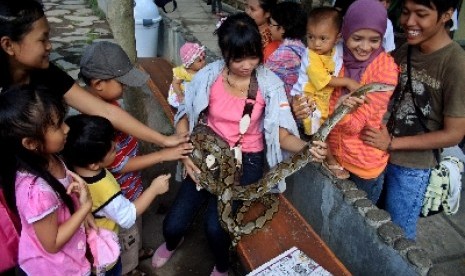  Sejumlah pengunjung berinteraksi dengan ular saat berwisata di Kebun Binatang Gembira Loka, Yogyakarta.