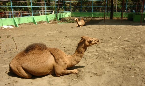 Sejumlah pengunjung melihat unta (Camelus dromedarius) di Kebun Binatang Semarang Zoo, Jawa Tengah. 