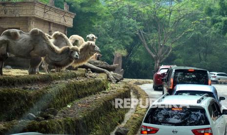 Sejumlah pengunjung menggunakan mobil saat wisata Safari Journey di Taman Safari Indonesia (TSI), Cisarua, Kabupaten Bogor, Jawa Barat.