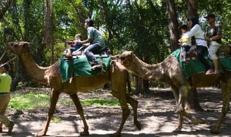 Sejumlah pengunjung naik Unta di Kebun Binatang Surabaya (KBS), Surabaya, Jawa Timur.