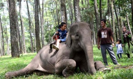 Sejumlah pengunjung Taman Wisata Punti Kayu bercengkrama dengan Juwita (22) gajah sumaterai di objek wisata alam Hutan Wisata Punti Kayu di Palembang, Sumatera Selatan