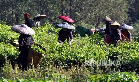 Sejumlah perempuan memetik teh saat panen di perkebunan Teh kawasan Puncak, Kabupaten Bogor, Jawa Barat, Selasa (29/5).