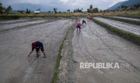 Sejumlah perempuan tani menanam padi dengan cara menabur langsung ke sawah di Desa Porame, Sigi, Sulawesi Tengah, Ahad (18/8). Sebagian petani di wilayah itu masih mempertahankan cara tradisional dalam menanam padi, yakni dengan menabur langsung bibit padi ke sawah. Cara itu dinilai membuat batang padi yang akan tumbuh lebih kuat dan juga praktis. 