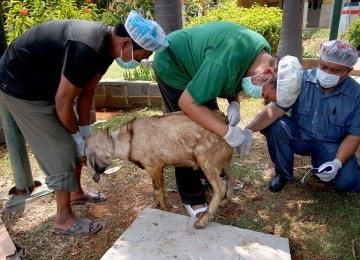 Sejumlah peserta memeriksa suhu tubuh hewan qurban sebelum di potong pelatihan manajemen qurban di Jakarta Islamic Centre, Koja, jakarta Utara, Ahad (30/10). (Republika/Agung Supriyanto)