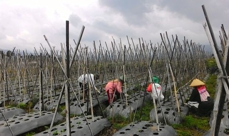 Sejumlah petani di Kampung Cicalung, Desa Wangunharja, Kecamatan Lembang, Kabupaten Bandung Barat, sedang mencabut rumput-rumput liar yang tumbuh di ladang sayuran mereka, Ahad (29/11). Pembersihan ladang ini sebagai persiapan untuk penanaman berikutnya se