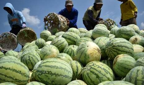 Sejumlah petani memanen buah semangka.