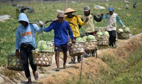 Sejumlah petani memanen buah semangka saat panen raya di Purwodadi, Kabupaten Grobogan, Jawa Tengah, Rabu (15/8). 