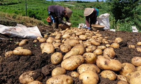 Sejumlah petani memanen kentang di perladangan kawasan dataran tinggi Dieng, Desa Kepakisan, Batur, Banjarnegara, Jawa Tengah, Selasa (4/5). Kementerian Pertanian meluncurkan prototipe alat mesin pertanian khusus untuk budidaya pertanian lahan kering.