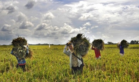 Panen padi di Pandeglang (ilustrasi).