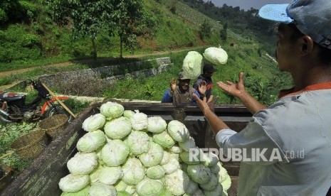 Sejumlah petani memindahkan sayuran kol ke mobil truk saat panen di ladang pertaniannya, Kampung Pasanggrahan, Desa Ciburial, Kecamatan Cimenyan, Kabupaten Bandung, Rabu (3/5). Pandemi  menunjukkan adanya kerentanan pada ketahanan pangan Indonesia.  