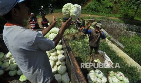 Sejumlah petani memindahkan sayuran kol ke mobil truk saat panen di ladang pertaniannya, Kampung Pasanggrahan, Desa Ciburial, Kecamatan Cimenyan, Kabupaten Bandung, Rabu (3/5).Peneliti Center for Indonesian Policy Studies (CIPS) Galuh Octania meminta agar pemerintah memastikan kelancaran rantai pasok pangan, seiring dengan keputusan Pemprov DKI Jakarta yang kembali memberlakukan Pembatasan Sosial Berskala Besar (PSBB).  