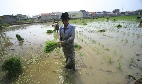 Sejumlah petani menanam padi di lahan sawah Desa Pabean Udik, Indramayu, Jawa Barat.