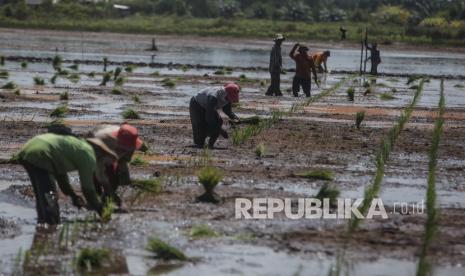 Badan Pusat Statistik (BPS) Kalimantan Tengah (Kalteng) mencatat Nilai Tukar Petani (NTP) gabungan di provinsi setempat pada September 2022 mencapai 115,98 persen. (ilustrasi).